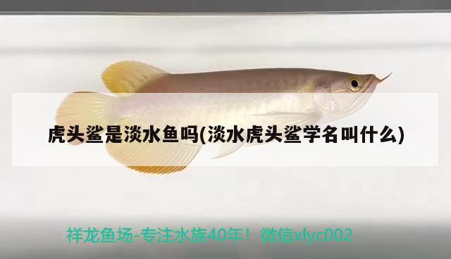 虎頭鯊是淡水魚嗎(淡水虎頭鯊學(xué)名叫什么) 食人魚（水虎） 第2張