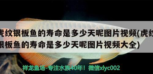 虎紋銀板魚的壽命是多少天呢圖片視頻(虎紋銀板魚的壽命是多少天呢圖片視頻大全) 虎魚百科 第1張