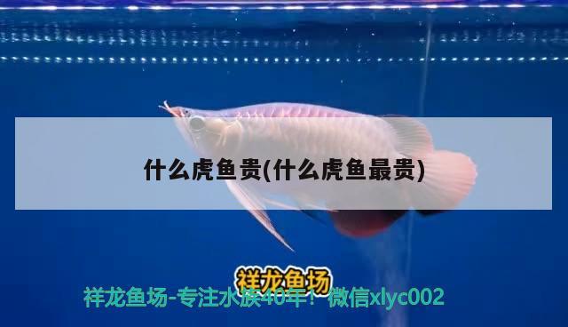 什么虎魚貴(什么虎魚最貴) 虎魚百科 第2張