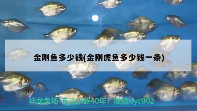 金剛魚多少錢(金剛虎魚多少錢一條) 虎魚百科 第2張