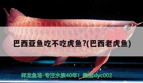 巴西亞魚(yú)吃不吃虎魚(yú)？(巴西老虎魚(yú)) 巴西亞魚(yú) 第1張