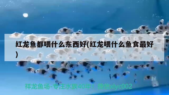 紅龍魚都喂什么東西好(紅龍喂什么魚食最好) 稀有紅龍品種 第2張