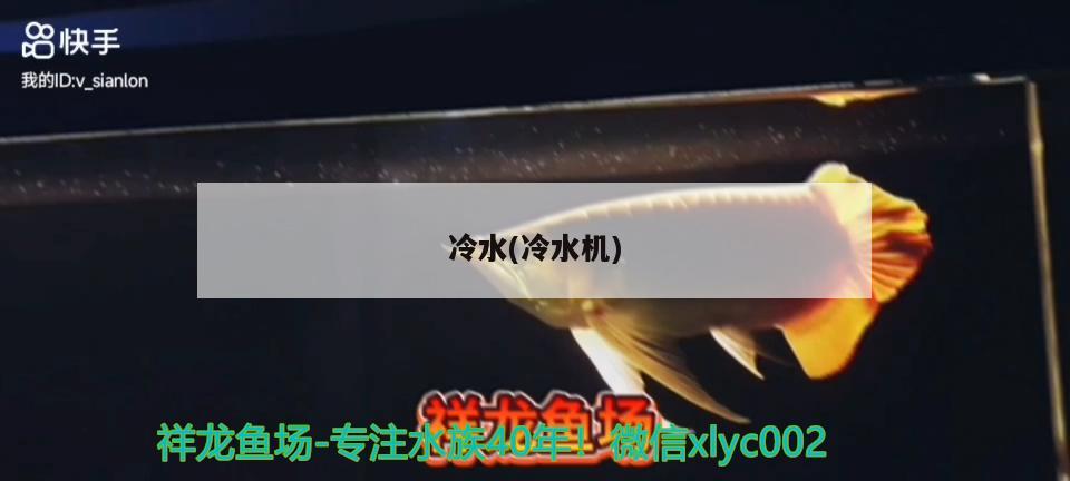 冷水(冷水機) 紅魔王銀版魚