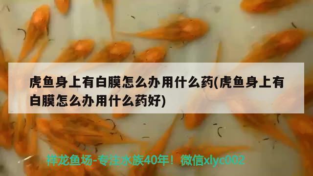 虎魚(yú)身上有白膜怎么辦用什么藥(虎魚(yú)身上有白膜怎么辦用什么藥好)