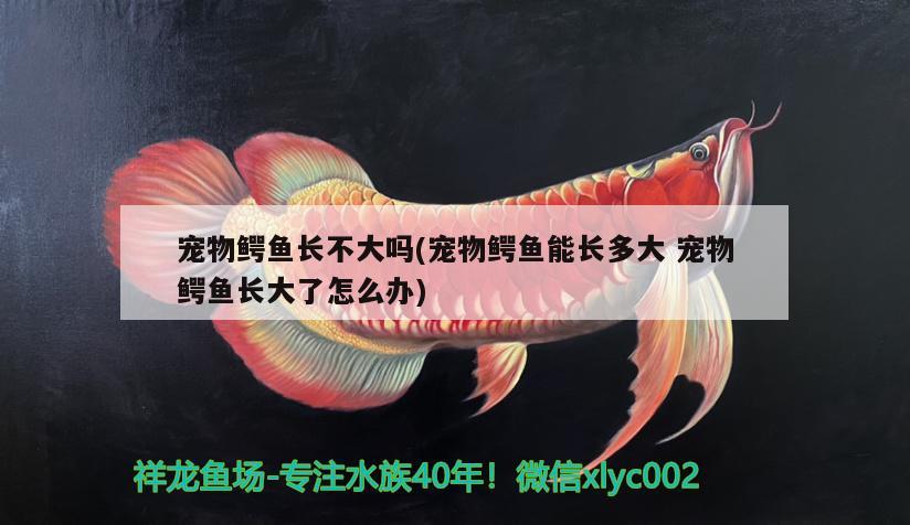 寵物鱷魚長不大嗎(寵物鱷魚能長多大 寵物鱷魚長大了怎么辦) 白化火箭