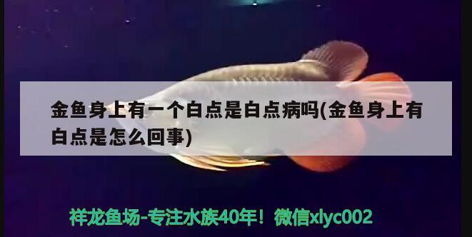 金魚身上有一個白點是白點病嗎(金魚身上有白點是怎么回事) 龍魚疾病與治療