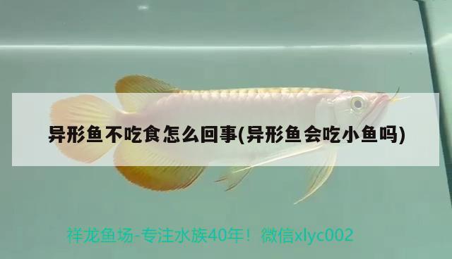 異形魚不吃食怎么回事(異形魚會(huì)吃小魚嗎) 觀賞魚疾病