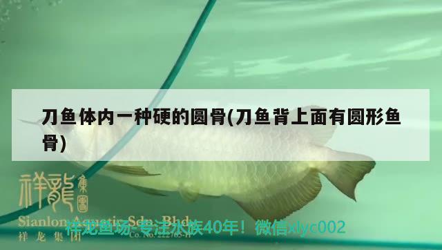 刀魚體內(nèi)一種硬的圓骨(刀魚背上面有圓形魚骨)