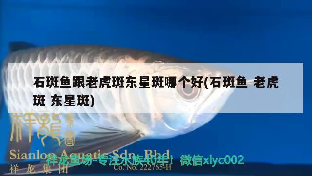 石斑魚跟老虎斑東星斑哪個(gè)好(石斑魚 老虎斑 東星斑) 廣州觀賞魚魚苗批發(fā)市場(chǎng)