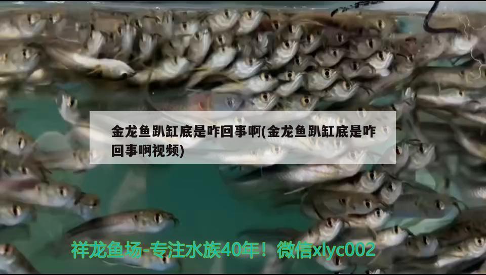 金龍魚趴缸底是咋回事啊(金龍魚趴缸底是咋回事啊視頻) 斑馬鴨嘴魚