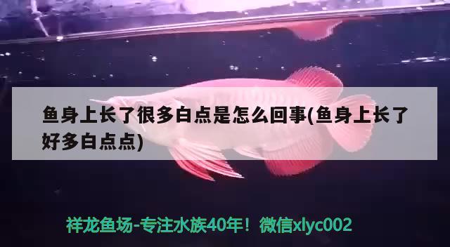 魚(yú)身上長(zhǎng)了很多白點(diǎn)是怎么回事(魚(yú)身上長(zhǎng)了好多白點(diǎn)點(diǎn)) 黑金魟魚(yú)