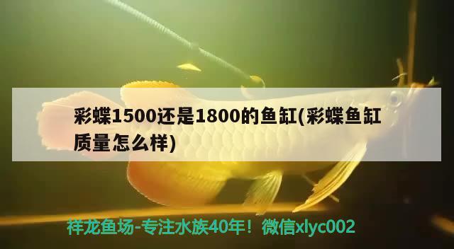 彩蝶1500還是1800的魚缸(彩蝶魚缸質量怎么樣) 大嘴鯨魚