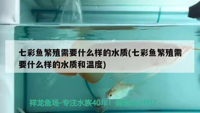 七彩魚繁殖需要什么樣的水質(zhì)(七彩魚繁殖需要什么樣的水質(zhì)和溫度) 巴西亞魚苗