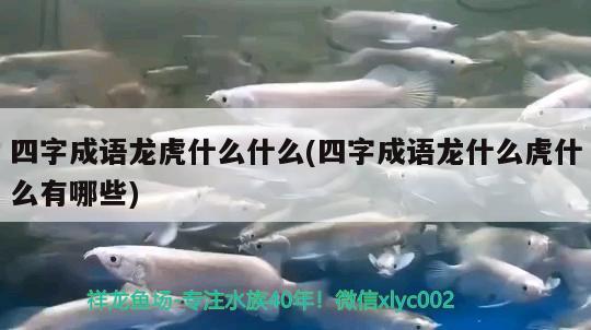 四字成語龍虎什么什么(四字成語龍什么虎什么有哪些) 廣州觀賞魚魚苗批發(fā)市場