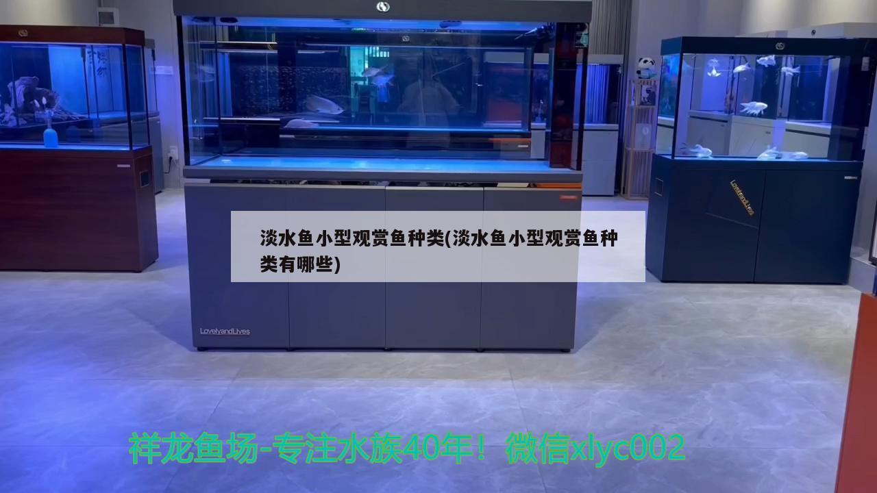 淡水魚小型觀賞魚種類(淡水魚小型觀賞魚種類有哪些) 小型觀賞魚