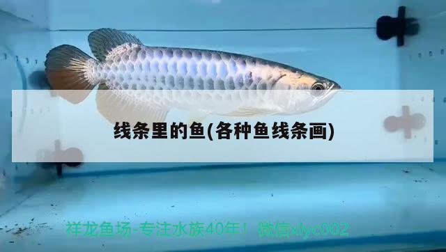 線條里的魚(各種魚線條畫) 垂釣樂(lè)園