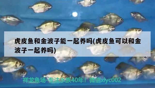 虎皮魚(yú)和金波子能一起養(yǎng)嗎(虎皮魚(yú)可以和金波子一起養(yǎng)嗎) 魚(yú)缸凈水劑