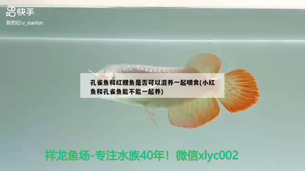 孔雀魚和紅鯉魚是否可以混養(yǎng)一起喂食(小紅魚和孔雀魚能不能一起養(yǎng)) 慈雕魚