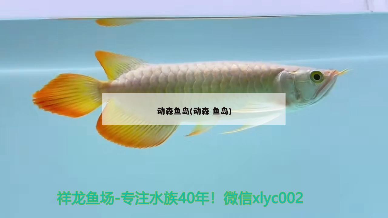 動森魚島(動森 魚島) 金頭過背金龍魚