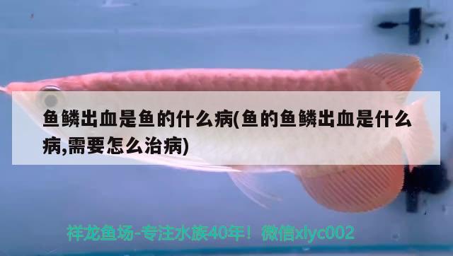 魚鱗出血是魚的什么病(魚的魚鱗出血是什么病,需要怎么治病) 雙線側魚