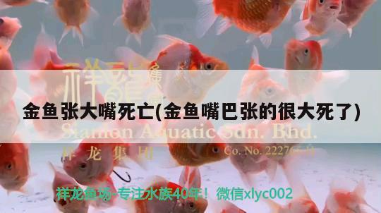 金魚張大嘴死亡(金魚嘴巴張的很大死了) 黑影道人魚