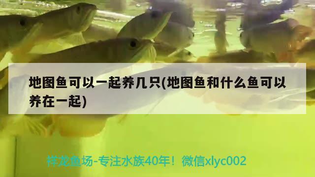 地圖魚可以一起養(yǎng)幾只(地圖魚和什么魚可以養(yǎng)在一起) 福魟魟魚