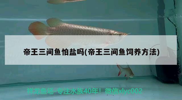 帝王三間魚怕鹽嗎(帝王三間魚飼養(yǎng)方法) 帝王三間魚