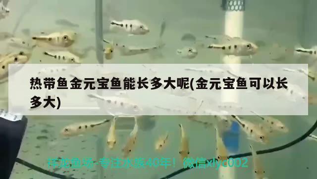 熱帶魚金元寶魚能長多大呢(金元寶魚可以長多大) 元寶鳳凰魚百科