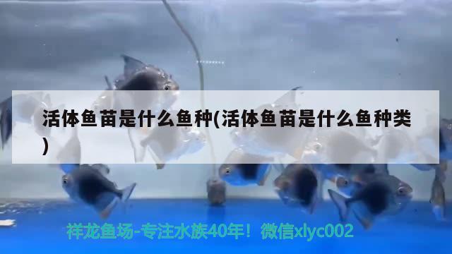 活體魚苗是什么魚種(活體魚苗是什么魚種類)