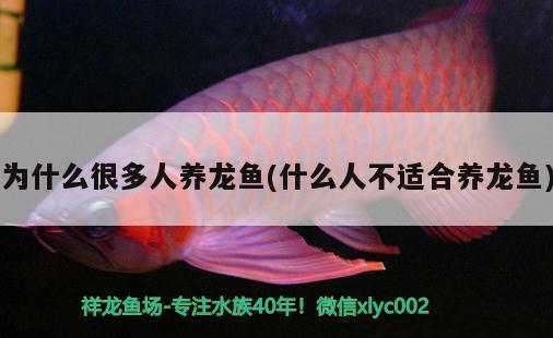 為什么很多人養(yǎng)龍魚(什么人不適合養(yǎng)龍魚) 黃金眼鏡蛇雷龍魚