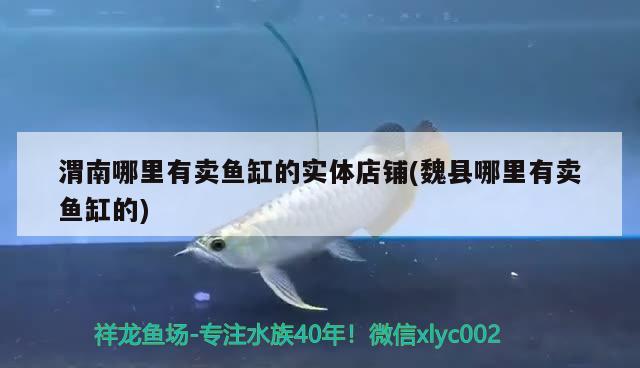 渭南哪里有賣魚缸的實體店鋪(魏縣哪里有賣魚缸的) 水族用品