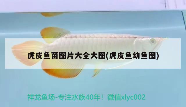 虎皮魚(yú)苗圖片大全大圖(虎皮魚(yú)幼魚(yú)圖)