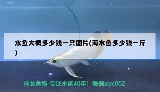 水魚(yú)大概多少錢(qián)一只圖片(海水魚(yú)多少錢(qián)一斤) 海水魚(yú)