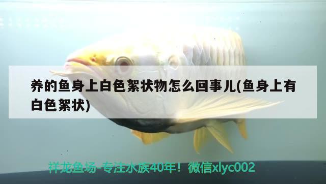 養(yǎng)的魚身上白色絮狀物怎么回事兒(魚身上有白色絮狀)