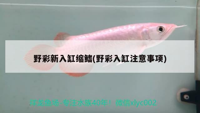 野彩新入缸縮鰭(野彩入缸注意事項(xiàng)) 女王大帆魚(yú)