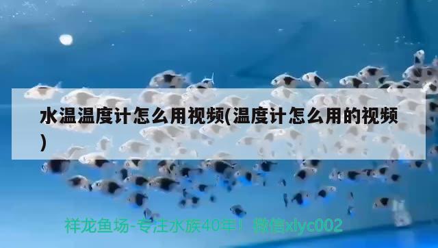 水溫溫度計(jì)怎么用視頻(溫度計(jì)怎么用的視頻) 2024第28屆中國國際寵物水族展覽會CIPS（長城寵物展2024 CIPS）