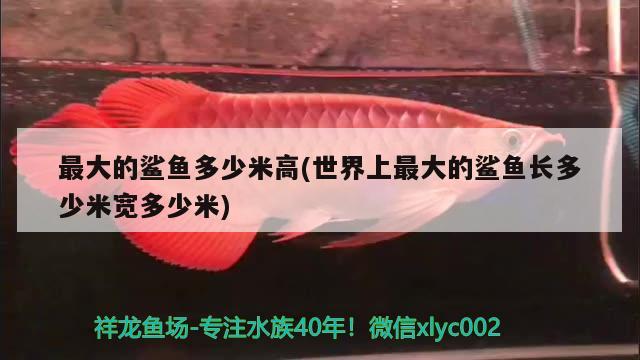 最大的鯊魚(yú)多少米高(世界上最大的鯊魚(yú)長(zhǎng)多少米寬多少米) 紅龍福龍魚(yú)