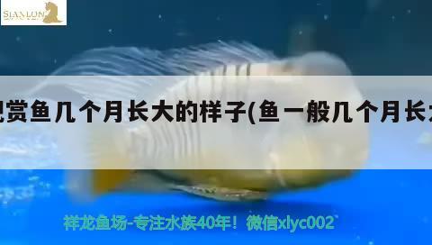 觀賞魚幾個(gè)月長(zhǎng)大的樣子(魚一般幾個(gè)月長(zhǎng)大) 水族燈（魚缸燈）