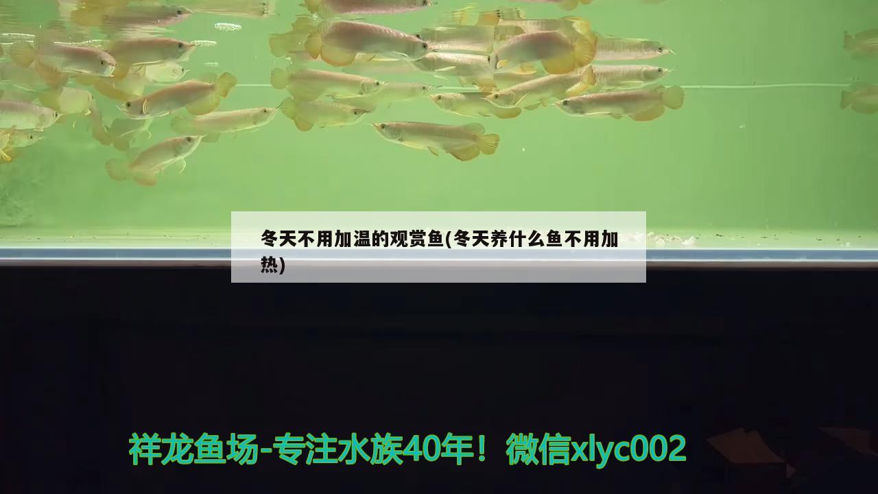 冬天不用加溫的觀賞魚(冬天養(yǎng)什么魚不用加熱) 祥龍魚藥系列