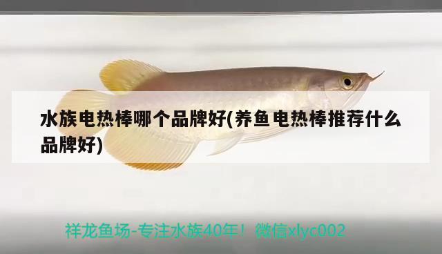 水族電熱棒哪個品牌好(養(yǎng)魚電熱棒推薦什么品牌好) 泰國虎魚（泰虎）