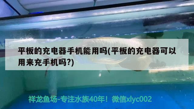 平板的充電器手機能用嗎(平板的充電器可以用來充手機嗎？) 紅龍魚百科