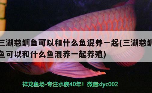 三湖慈鯛魚可以和什么魚混養(yǎng)一起(三湖慈鯛魚可以和什么魚混養(yǎng)一起養(yǎng)殖) PH調(diào)節(jié)劑