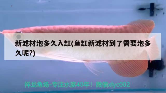 新濾材泡多久入缸(魚缸新濾材到了需要泡多久呢？) 廣州觀賞魚魚苗批發(fā)市場(chǎng)