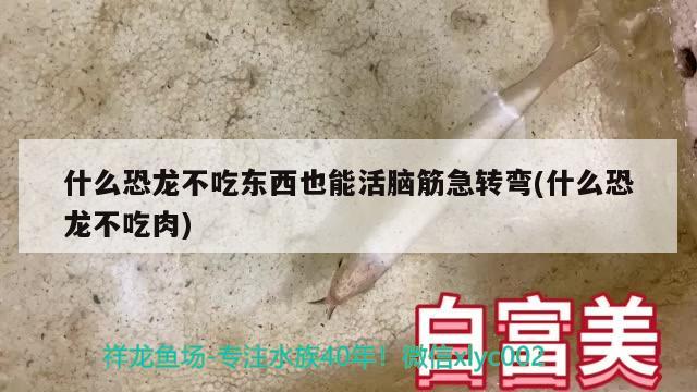 什么恐龍不吃東西也能活腦筋急轉(zhuǎn)彎(什么恐龍不吃肉) 白子銀龍魚苗