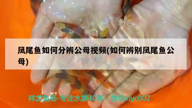 鳳尾魚如何分辨公母視頻(如何辨別鳳尾魚公母) 水族燈（魚缸燈）