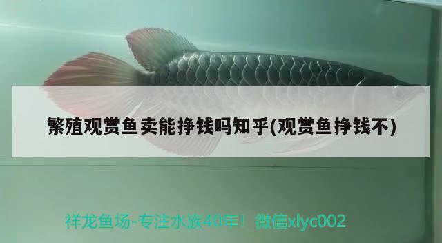 繁殖觀賞魚(yú)賣(mài)能掙錢(qián)嗎知乎(觀賞魚(yú)掙錢(qián)不) 紅魔王銀版魚(yú)