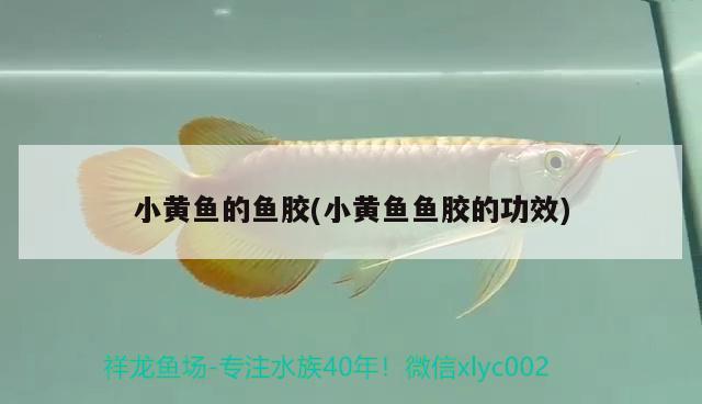 小黃魚的魚膠(小黃魚魚膠的功效) 黃金河虎魚