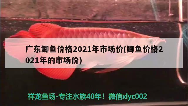 廣東鯽魚(yú)價(jià)格2021年市場(chǎng)價(jià)(鯽魚(yú)價(jià)格2021年的市場(chǎng)價(jià)) 巨骨舌魚(yú)