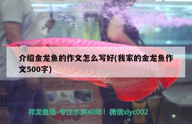 介紹金龍魚的作文怎么寫好(我家的金龍魚作文500字) 其他品牌魚缸