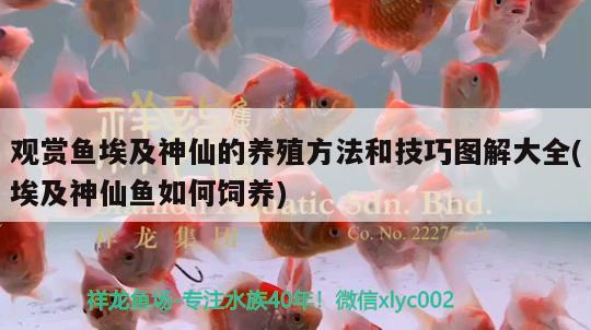 觀賞魚埃及神仙的養(yǎng)殖方法和技巧圖解大全(埃及神仙魚如何飼養(yǎng)) 埃及神仙魚